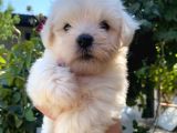 2 aylık maltese terrier yavruları