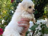 2 Aylık Maltese Terrier Yavruları