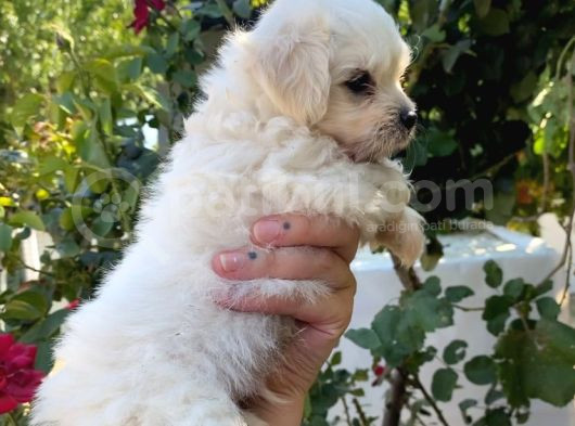 2 Aylık Maltese Terrier Yavruları görsel
