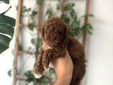 ÇOK GÜZEL TOY POODLE YAVRULARI