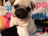 Muhteşem Pug Yavrulari