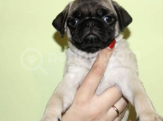 Safkan Gül Kuyruk Pug Yavrulari görsel