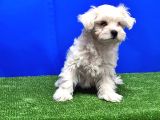 MALTESE TERRİER YAVRU