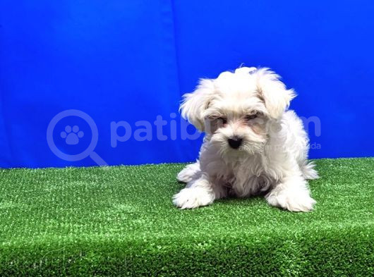 Maltese Terri̇er Yavru görsel