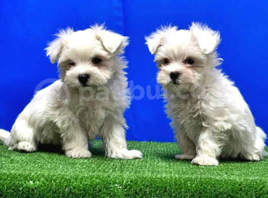 Maltese Terri̇er Yavru görsel