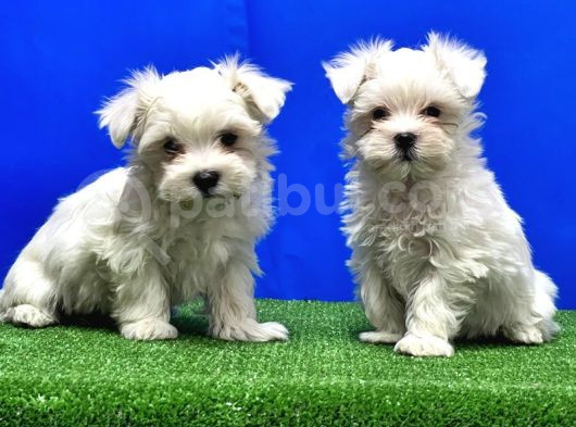 Maltese Terri̇er Yavru görsel