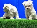 Maltese Terri̇er Yavru