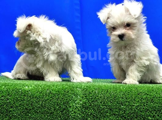 Maltese Terri̇er Yavru görsel