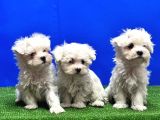 Maltese Terri̇er Yavru