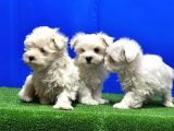 Maltese Terri̇er Yavru
