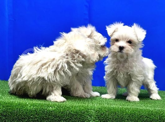 Maltese Terri̇er Yavru görsel