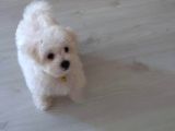 Maltese Yavrularımız