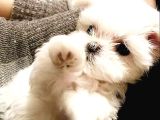 A Kalite Maltese Terrier Yavrularımız
