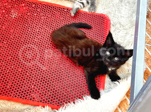 Saf Kan Maine Coon  görsel