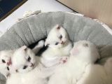 British Shorthair Scottish Fold 4 Dişi 1 Erkek Yavrular