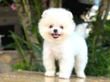 Irk Ve Sağlık Garantili Pomeranian Boo Erkek Yavru