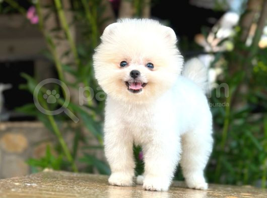 Irk Ve Sağlık Garantili Pomeranian Boo Erkek Yavru görsel