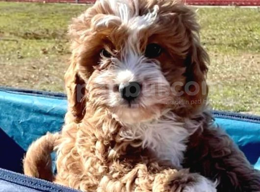 Red Braw Kıpkırmızı Ev Üretimi Tooy Poodle  görsel