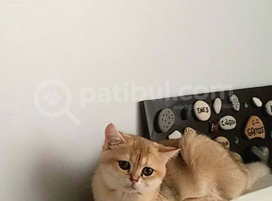 İki Buçuk Aylık Kedilerrimiz Uygun görsel