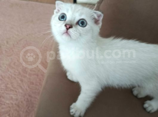 İki Buçuk Aylık Kedilerrimiz Uygun görsel