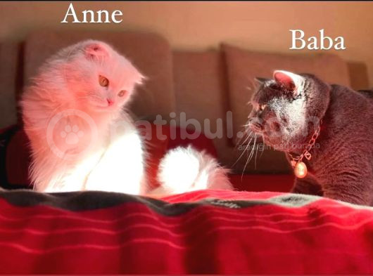Nadir Renk Erkek Çikolata British Shorthair  görsel