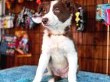 Dunyani̇n En Zeki̇ Irki Border Collie