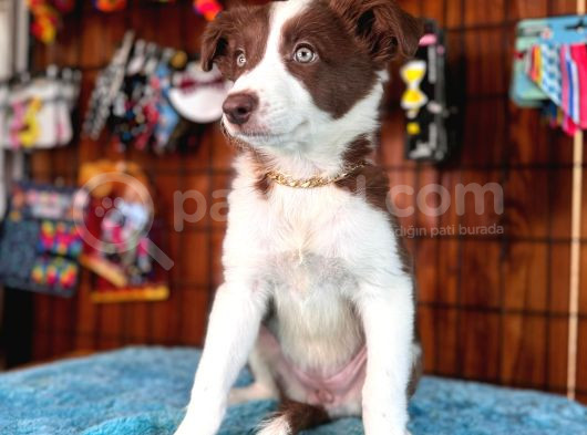 Dunyani̇n En Zeki̇ Irki Border Collie görsel