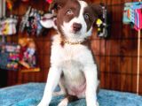 Dunyani̇n En Zeki̇ Irki Border Collie