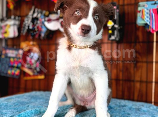 Dunyani̇n En Zeki̇ Irki Border Collie görsel