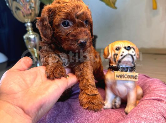 A Secereli Tuvalet Eğitimli Toy Poodle Yavrularımız görsel