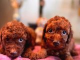 A Secereli Tuvalet Eğitimli Toy Poodle Yavrularımız