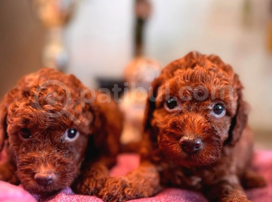 A Secereli Tuvalet Eğitimli Toy Poodle Yavrularımız görsel