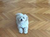 Orjinal 0 numara Maltipoo