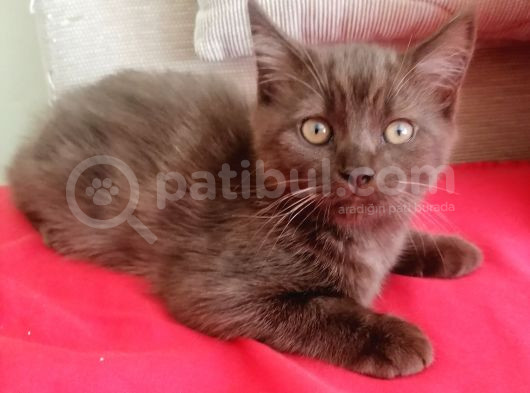 Nadir Renk Erkek Çikolata British Shorthair 