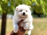 Japon Spitz Yavrularımız