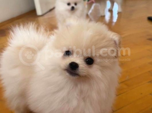 Karbeyaz Ve Krem Mi̇ni̇ Pomeranian Boo görsel