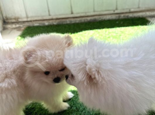 Karbeyaz Ve Krem Mi̇ni̇ Pomeranian Boo