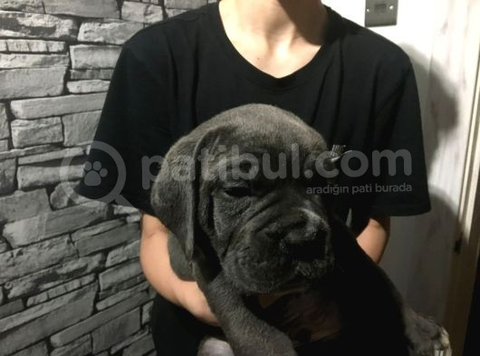 Cane Corso Yavrularimiz görsel