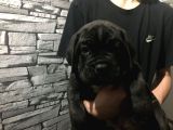 CANE CORSO YAVRULARIMIZ