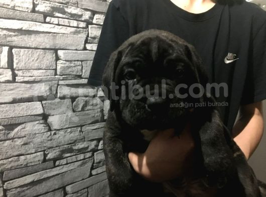 Cane Corso Yavrularimiz
