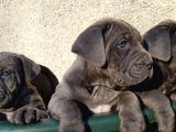 Cane Corso Yavrularimiz