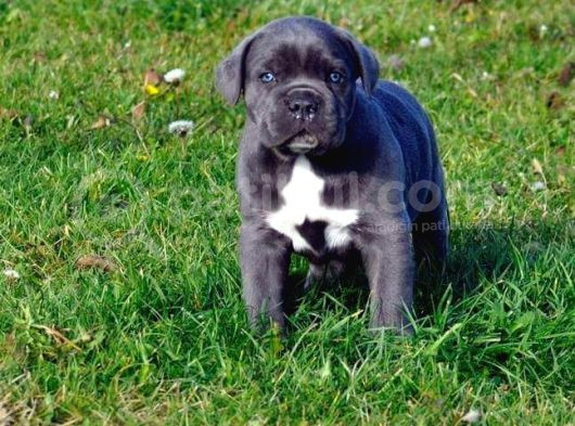 Cane Corso Yavrularimiz görsel