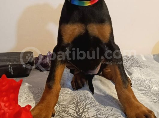 Kendi Baktığım Fci̇ Ki̇f Onaylı A Secereli Doberman Yavruları görsel