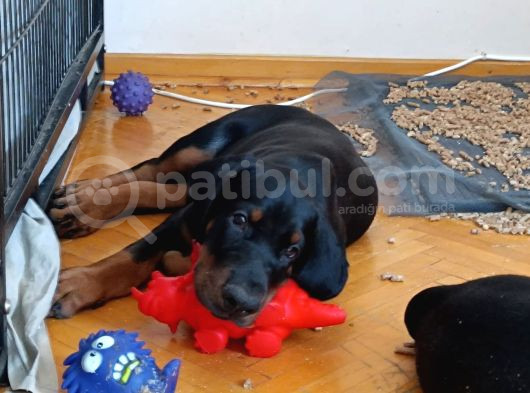Kendi Baktığım Fci̇ Ki̇f Onaylı A Secereli Doberman Yavruları