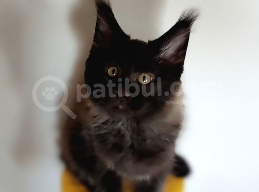 Kedi Kılığına Girmiş Vaşak Leo