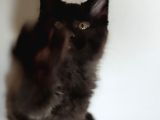 Kedi Kılığına Girmiş Vaşak Leo