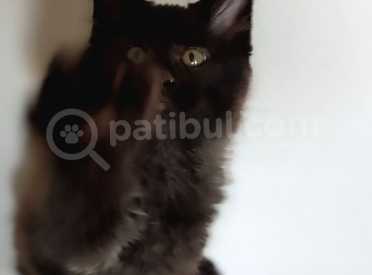 Kedi Kılığına Girmiş Vaşak Leo görsel