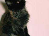 Kedi Kılığına Girmiş Vaşak Leo