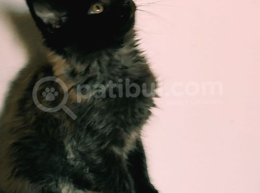 Kedi Kılığına Girmiş Vaşak Leo görsel