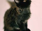 Kedi Kılığına Girmiş Vaşak Leo